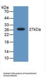Gelsolin (GSN) Antibody