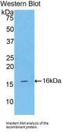 Inhibin Alpha (INHA) Antibody