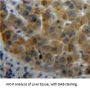 Retinol-Binding Protein 1 (RBP1) Antibody