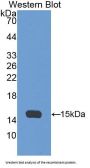 Alpha-Hemoglobin Stabilizing Protein (aHSP) Antibody