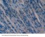 Alpha-Hemoglobin Stabilizing Protein (aHSP) Antibody