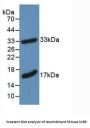 Myelin Basic Protein (MBP) Antibody
