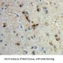 Myelin Basic Protein (MBP) Antibody