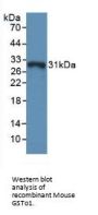 Glutathione S Transferase Omega 1 (GSTo1) Antibody