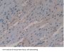 Glutathione S Transferase Omega 1 (GSTo1) Antibody