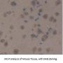 Corticotropin Releasing Hormone (CRH) Antibody