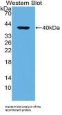 Low Density Lipoprotein Receptor Related Protein 1 (LRP1) Antibody