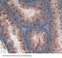 Low Density Lipoprotein Receptor Related Protein 1 (LRP1) Antibody
