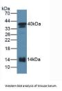 Serum Amyloid A-2 Protein (SAA2) Antibody