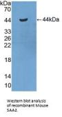 Serum Amyloid A-2 Protein (SAA2) Antibody