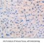 Peroxisome Proliferator Activated Receptor Delta (PPARd) Antibody