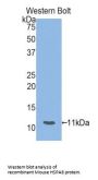 Heat Shock 70 kDa Protein 8 (HSPA8) Antibody