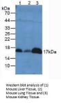 Peroxiredoxin 5 (PRDX5) Antibody