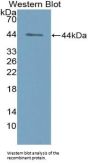 Nischarin (NISCH) Antibody