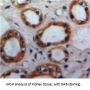 Nischarin (NISCH) Antibody