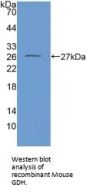 Glutamate Dehydrogenase 1 (GLUD1) Antibody