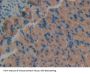 Protein Kinase C Delta (PKCd) Antibody