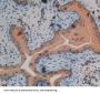 Protein Kinase C Delta (PKCd) Antibody