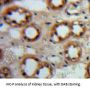 Epidermal Growth Factor (EGF) Antibody