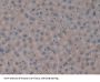 Interleukin 1 Delta (FIL1d) Antibody