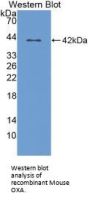 Orexin (HCRT) Antibody