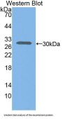 C-X-C Motif Chemokine 16 (CXCL16) Antibody