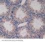 C-X-C Motif Chemokine 16 (CXCL16) Antibody
