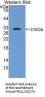 Programmed Cell Death 1 Ligand 1 (CD274) Antibody