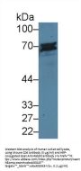 T-Cell Differentiation Antigen CD6 (CD6) Antibody
