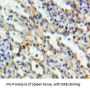 T-Cell Differentiation Antigen CD6 (CD6) Antibody