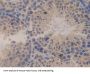 Sperm Specific Antigen 2 (SSFA2) Antibody