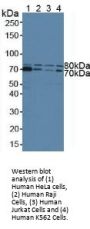 Signal Transducing Adaptor Molecule 1 (STAM1) Antibody