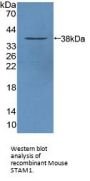 Signal Transducing Adaptor Molecule 1 (STAM1) Antibody
