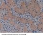 Signal Transducing Adaptor Molecule 1 (STAM1) Antibody