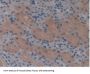 Signal Transducing Adaptor Molecule 1 (STAM1) Antibody