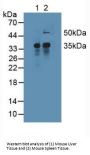 Induced Myeloid Leukemia Cell Differentiation Protein (MCL1) Antibody