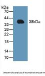Induced Myeloid Leukemia Cell Differentiation Protein (MCL1) Antibody