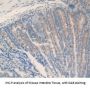 Induced Myeloid Leukemia Cell Differentiation Protein (MCL1) Antibody