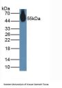 Nucleobindin 2 (NUCB2) Antibody
