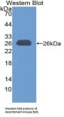 B-Cell CLL/Lymphoma 9 (Bcl9) Antibody