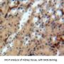 Uromodulin (UMOD) Antibody