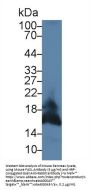 Factor Related Apoptosis Ligand (FASL) Antibody