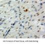 POU Class 5 Homeobox 1 / OCT4 (POU5F1) Antibody