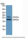 Fibroblast Growth Factor 2, Basic Antibody