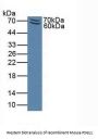 P-Selectin Glycoprotein Ligand 1 Antibody