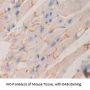 Cadherin-3 (CDH3) Antibody