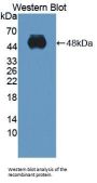 Integrin Alpha 2 (ITGa2) Antibody