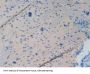 Microtubule-Associated Protein Tau (MAPT) Antibody