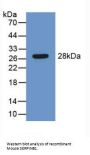 Leukocyte Elastase Inhibitor (SERPINB1) Antibody