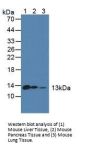 D-Dopachrome Tautomerase (DDT) Antibody